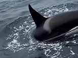 Terrifying moment killer whale pod launches eight-minute attack on sailboat