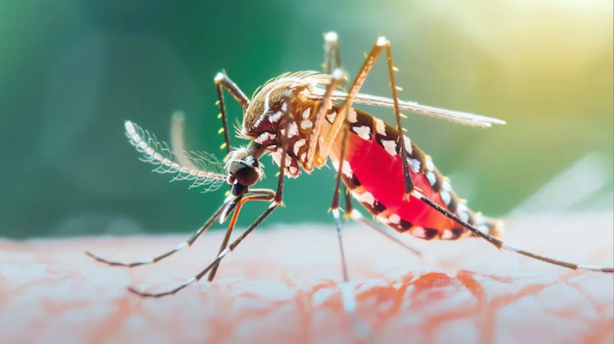 26 de agosto, Día Internacional contra el Dengue: por qué prevenir hoy es evitar brotes mañana