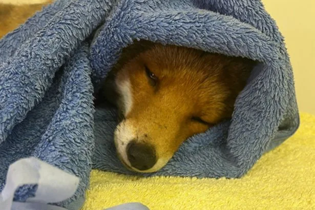 Rescuers offer £3K reward after fox left paralysed in shooting and put down
