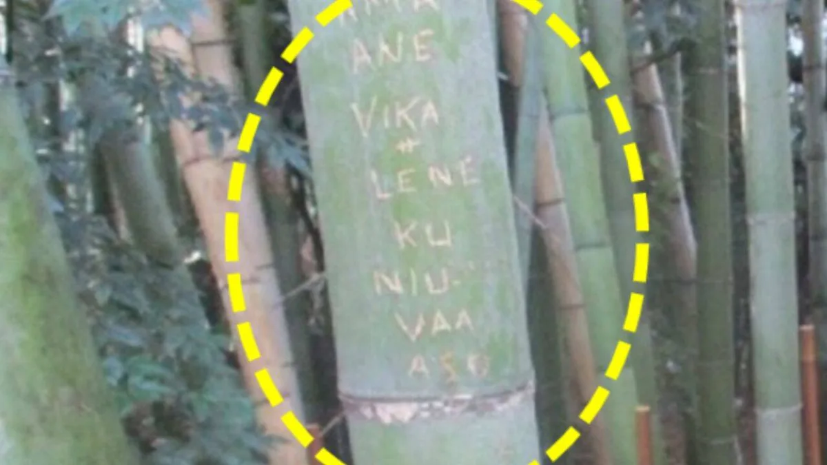 Tourists carved 350 bamboo stalks in Japan; officials now want the grove out of reach