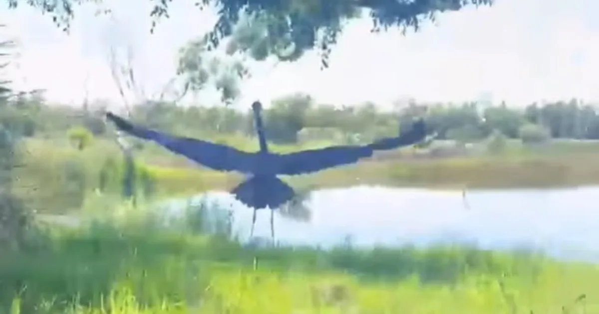 Una garza azul rescatada volvió a volar en libertad tras recuperarse de heridas causadas por un enredo con un hilo de pesca