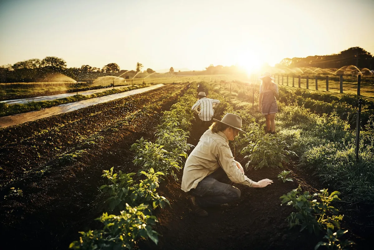‘I want a visa, so I have to do farm work’: how new visa rules will hit regional Australia