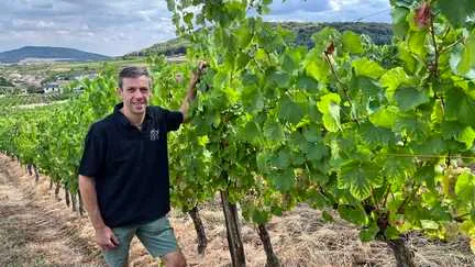Dans les vignobles des côtes de Toul, en Lorraine, des vendanges historiquement précoces pour "une cuvée exceptionnelle"