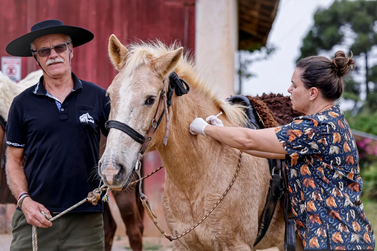 Araucária é destaque no Paraná por vacinação gratuita de equinos