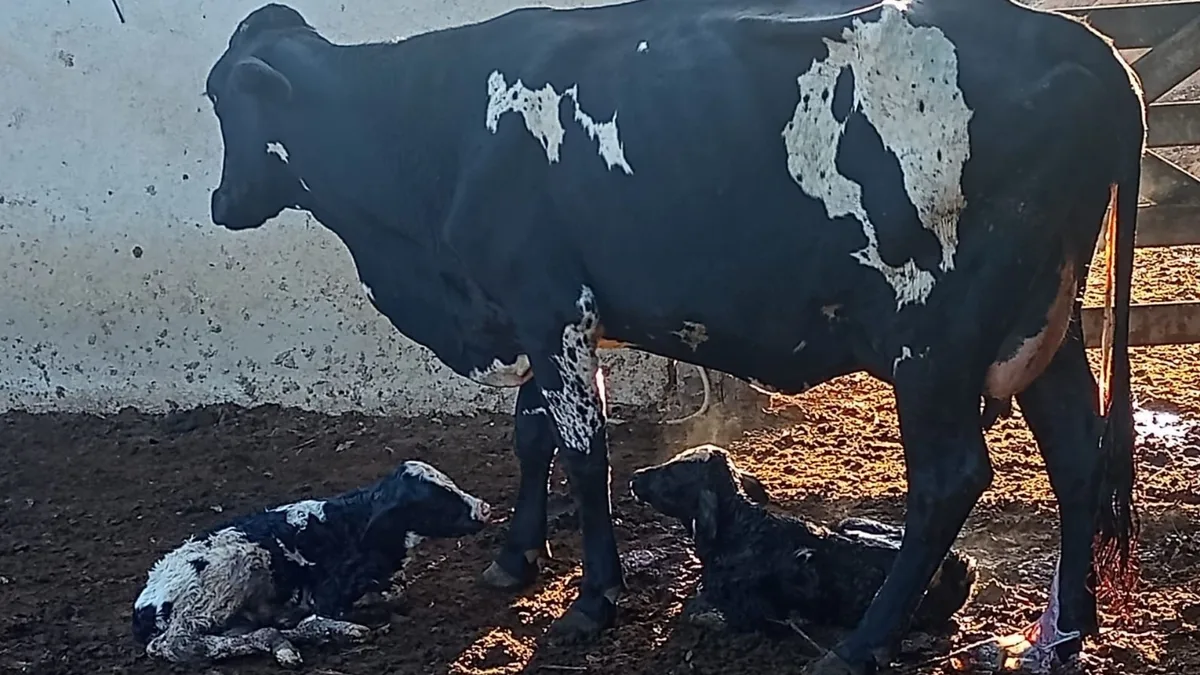 Curral eclético: vacas escutam de forró a música clássica e produzem mais leite em fazenda no ES; veja VÍDEO