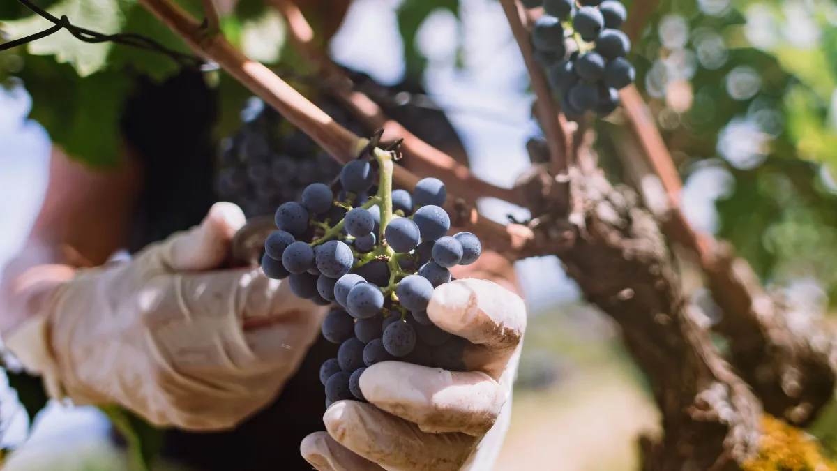 Trockener Sommer: Wohl kleinste Ernte seit 2010: Weinlese ist abgeschlossen