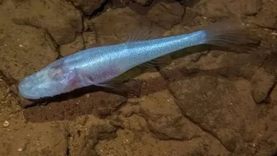 Descubrieron un "pez demonio" debajo del Área 51 de Alabama
