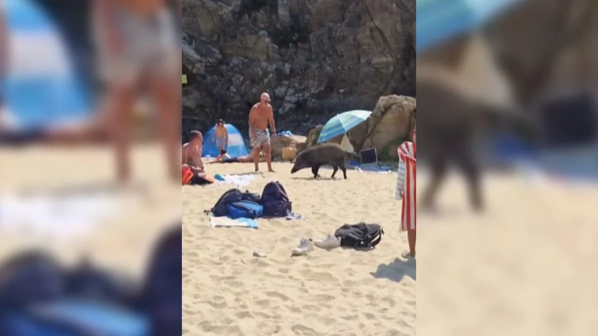Des sangliers filmés sur la plage de Sainte-Maxime sous les yeux amusés des vacanciers, un phénomène de plus en plus fréquent