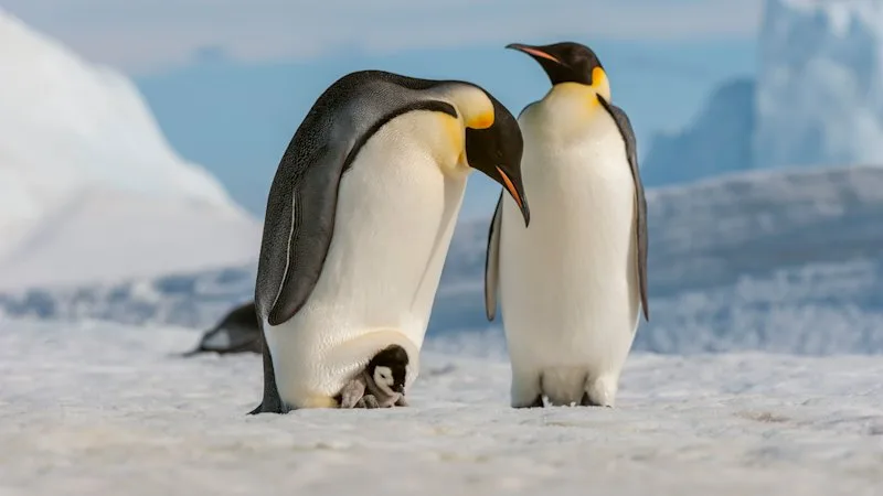 ‘It’s beginning to look a lot like the future’: Fears over sudden loss of sea ice