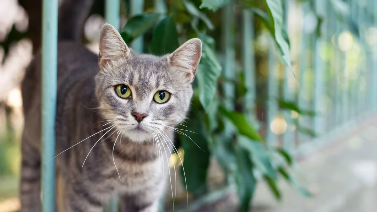 Los veterinarios coinciden: la memoria de los gatos está marcada por la asiduidad con la que salen a la calle