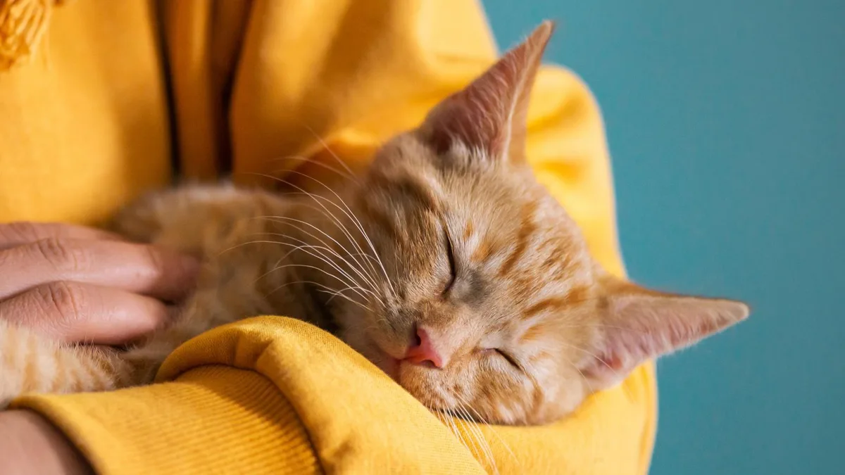 Los psicólogos coinciden: los gatos no pueden sustituir la compañía de otros humanos, pero los perros sí