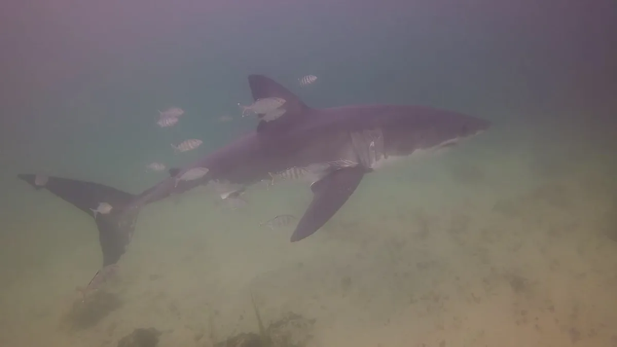 Diver injured in great white shark attack off Quebec's Gaspé coast