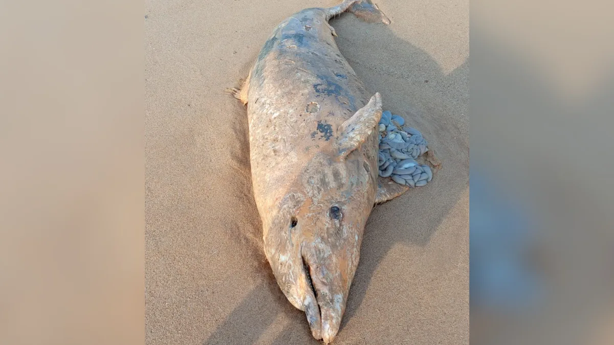 Golfinho é encontrado morto na Praia de Marobá, em Presidente Kennedy
