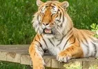 Homem morre após entrar em recinto de tigre em zoológico na Inglaterra
