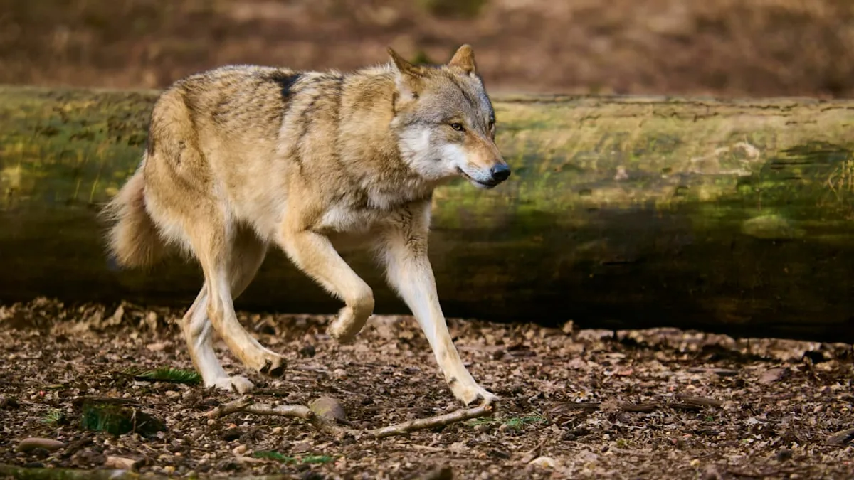 Sechs Monate nach Attacke auf Frau (65) - Wieder ein Wolf in Hamburg gesichtet