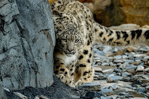 Chester Zoo makes urgent change after offering 'child predator tour' for £25