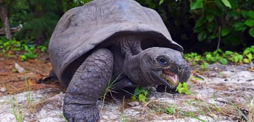 Seychellen: Studie zeigt deutliche Erholung der Riesenschildkrötenpopulation