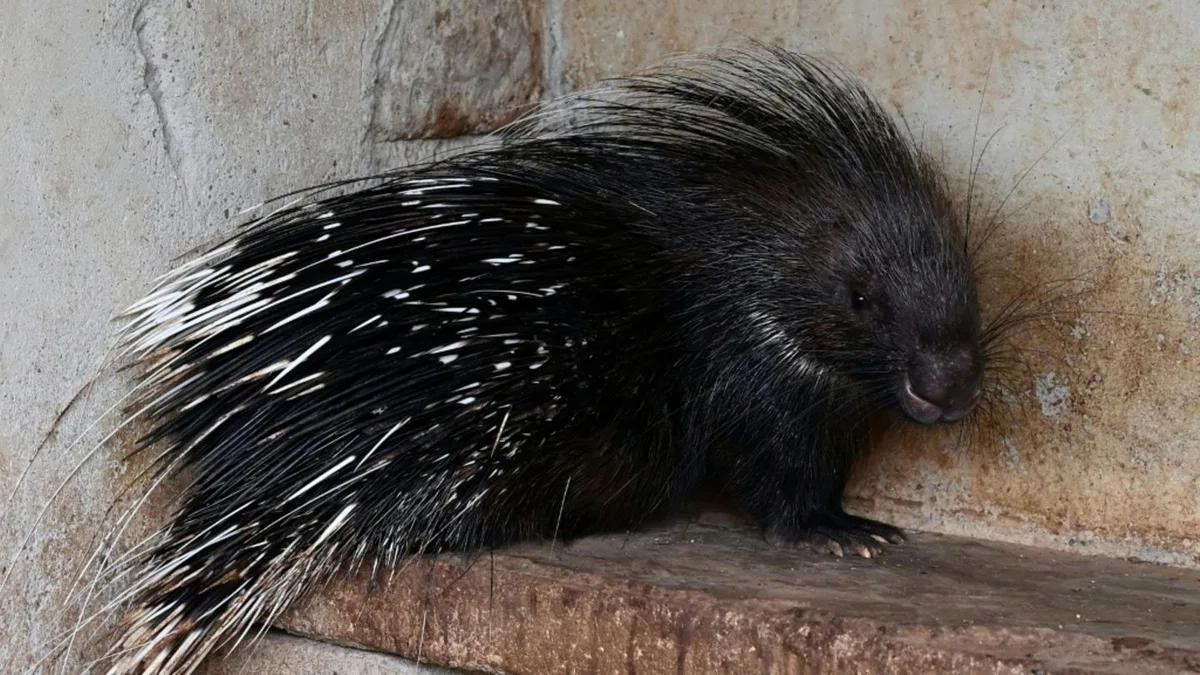 Stachelschweine in Thüringen ausgebrochen