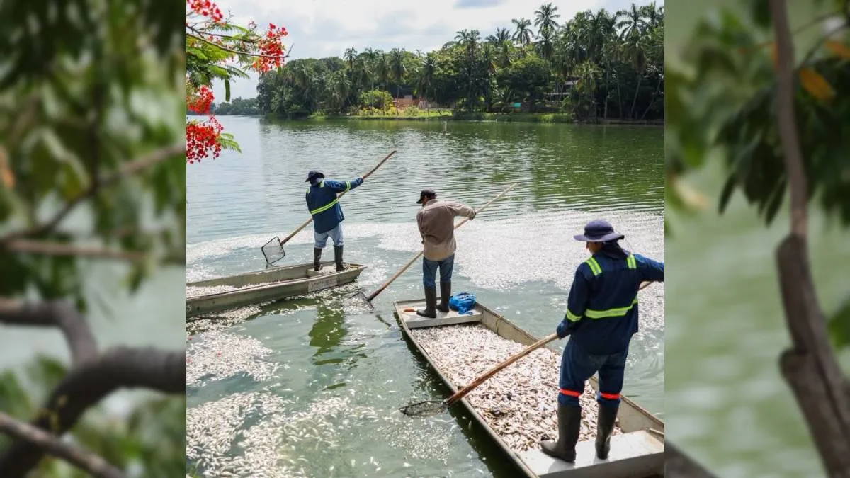 Miles de peces mueren en la Laguna de las Ilusiones, Tabasco; autoridades señalan ‘choque térmico’