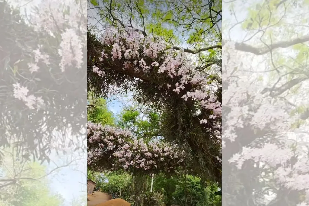 Idoso impressiona moradores ao cultivar orquídeas em árvores de rodovia