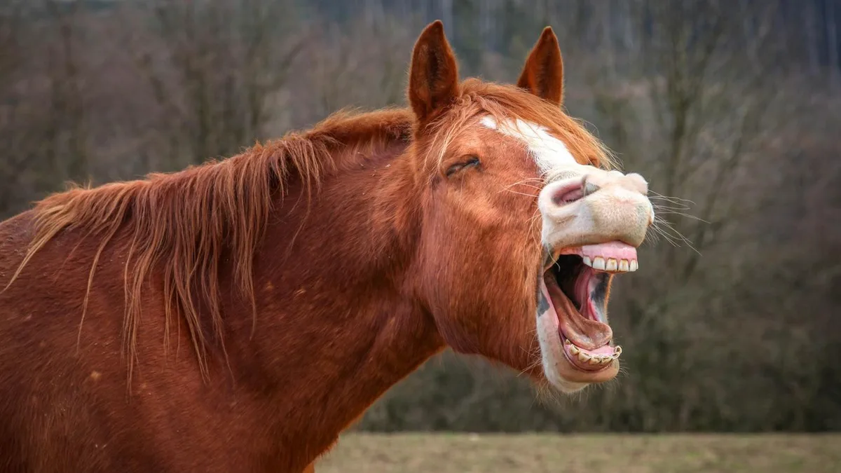 Bitte (nicht) lachen: Können Sie bei diesen 28 Flachwitzen ernst bleiben?