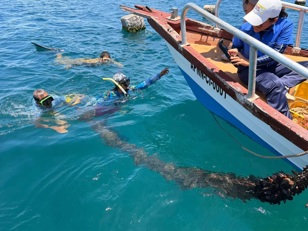 2.500 kilogramos de mejillones son cosechados en Sucre