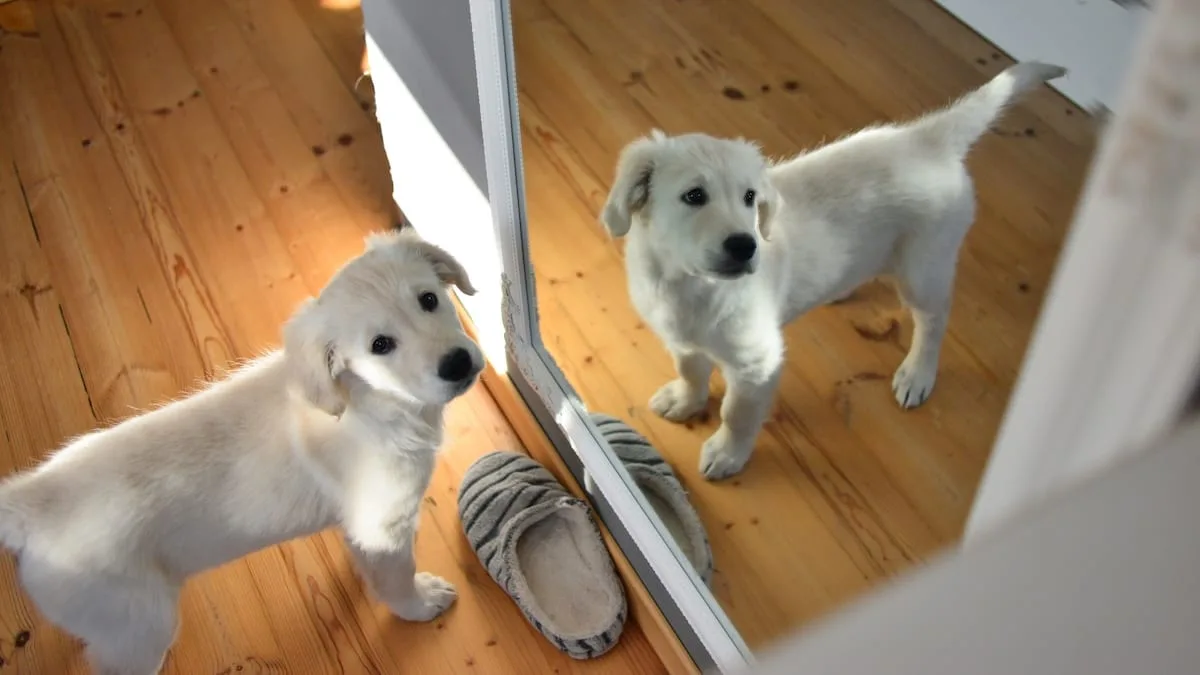 Verhalten untersucht - Erkennen Hunde ihr Spiegelbild?