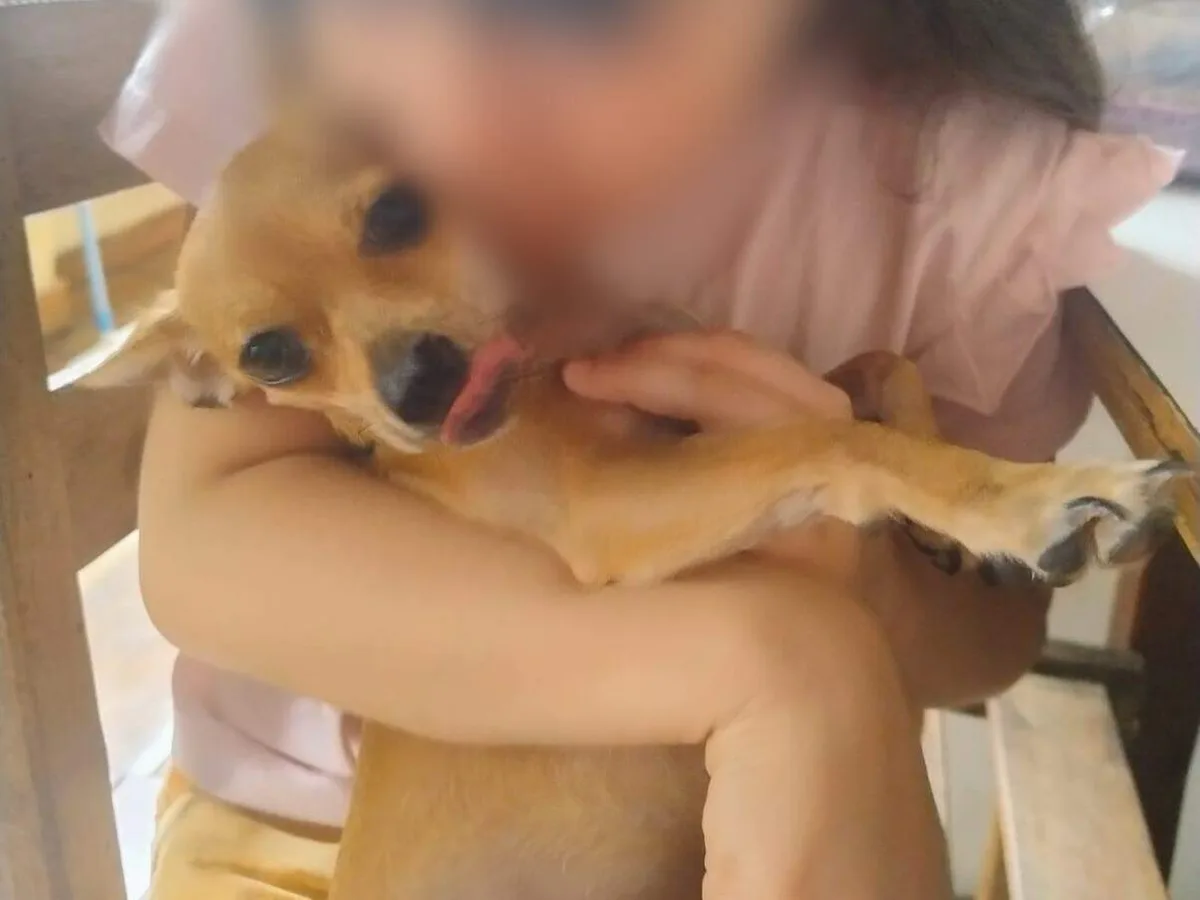 Pinscher some em segundos e família oferece recompensa por Princesa