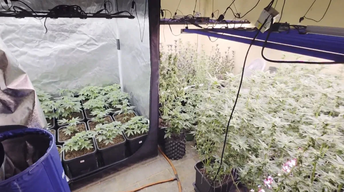 'Decisão personalíssima': Habeas corpus para cultivo de maconha é exclusivo e produtos não podem ser comercializados