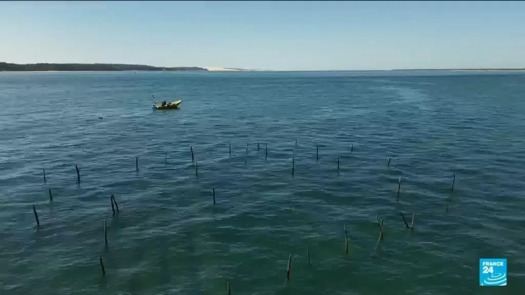Océan atlantique : la chaleur menace les hippocampes et favorise les algues