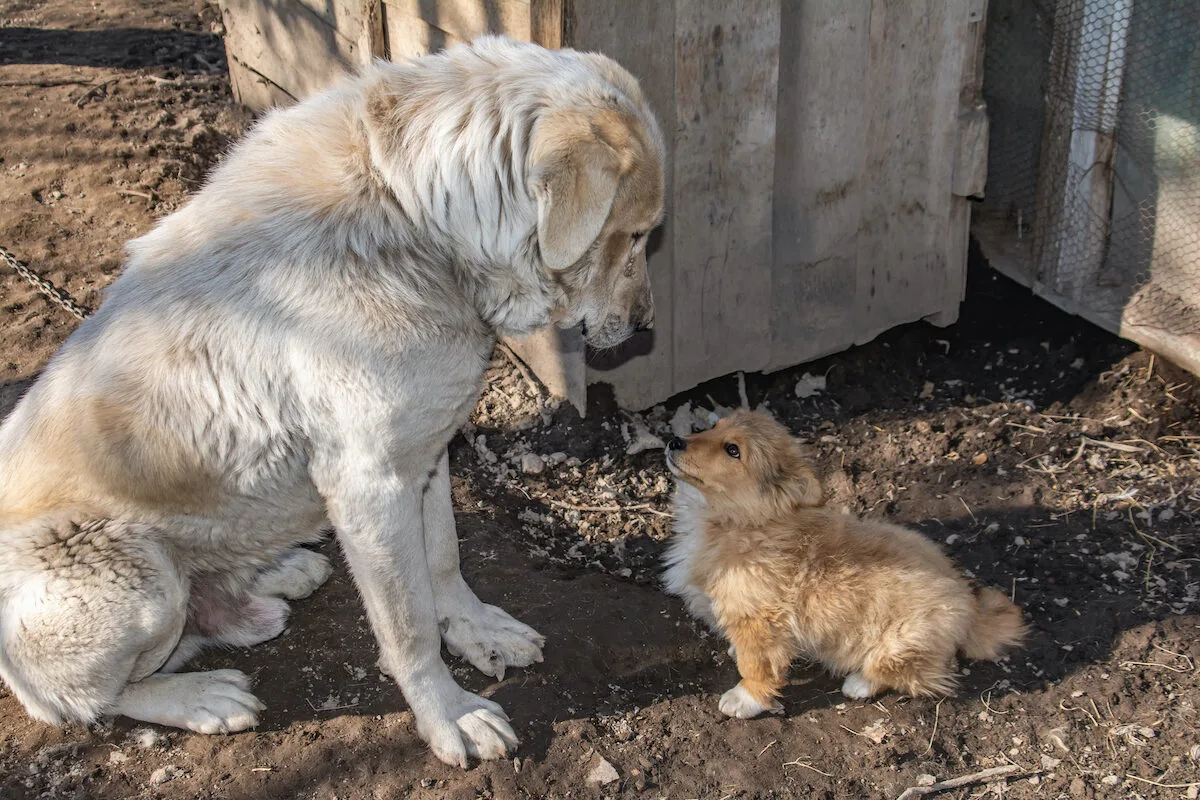 “Genes saltitantes”: porque os cães de grande porte vivem menos