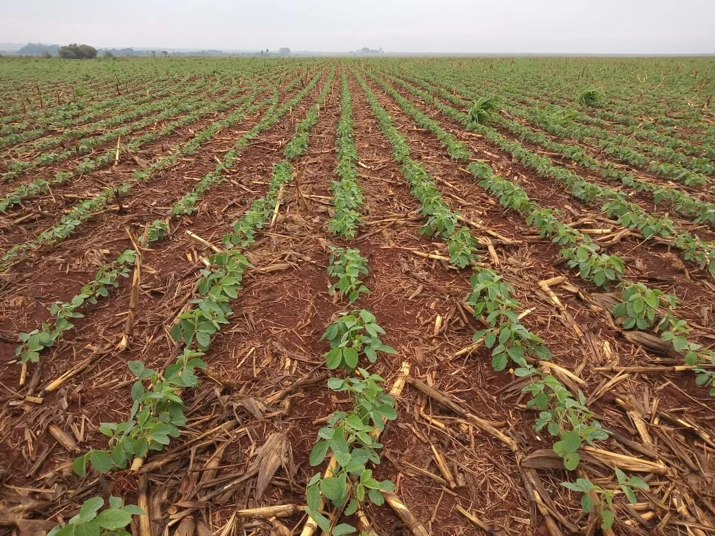 Mercado de inoculantes mantém crescimento mesmo com produtor sem margem
