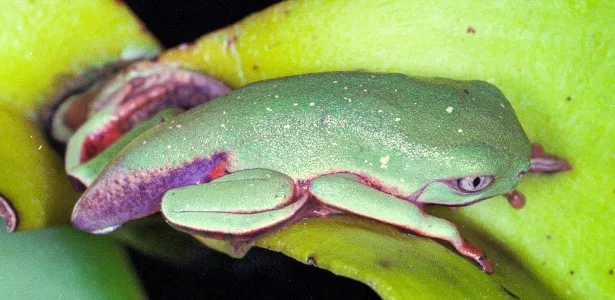 Vírus letal reduz em 83% população de pererecas em reserva da Mata Atlântica