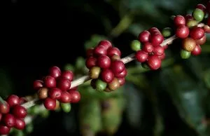 “Super El Niño” ameaça próxima safra do café e pode levar preços a novas máximas