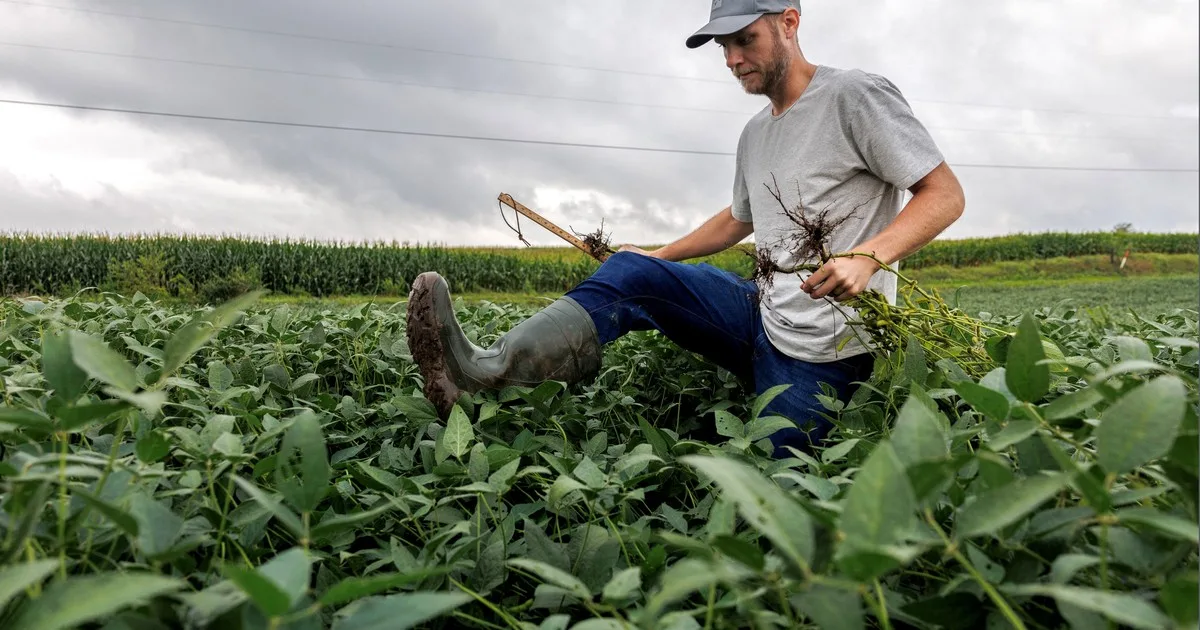 ¿Soja récord y maíz en alerta? El Pro Farmer sacude a Chicago y abre un nuevo escenario para los granos