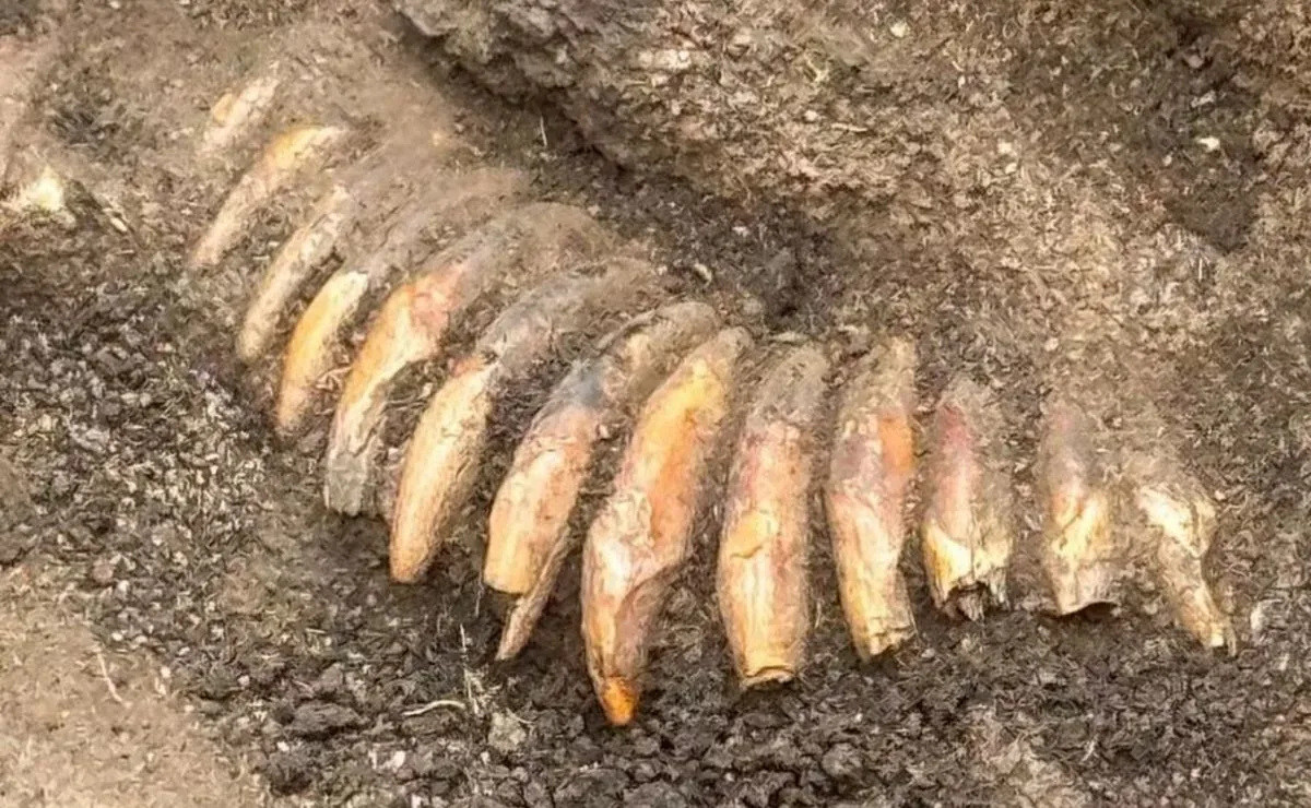 Arqueólogos encontram colar de cinco mil anos feito com dezenas de dentes humanos e animais; veja as fotos