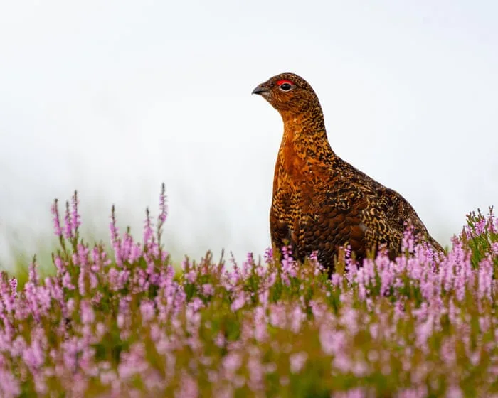 New licensing for game shoots could stop poisoning of birds of prey