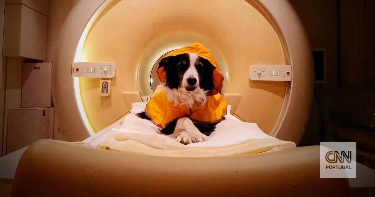 Os cães reconhecem as nossas expressões e sabem se estamos felizes, tristes ou assustados