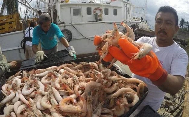 Pescadores panameños se preparan para la segunda veda del camarón marino