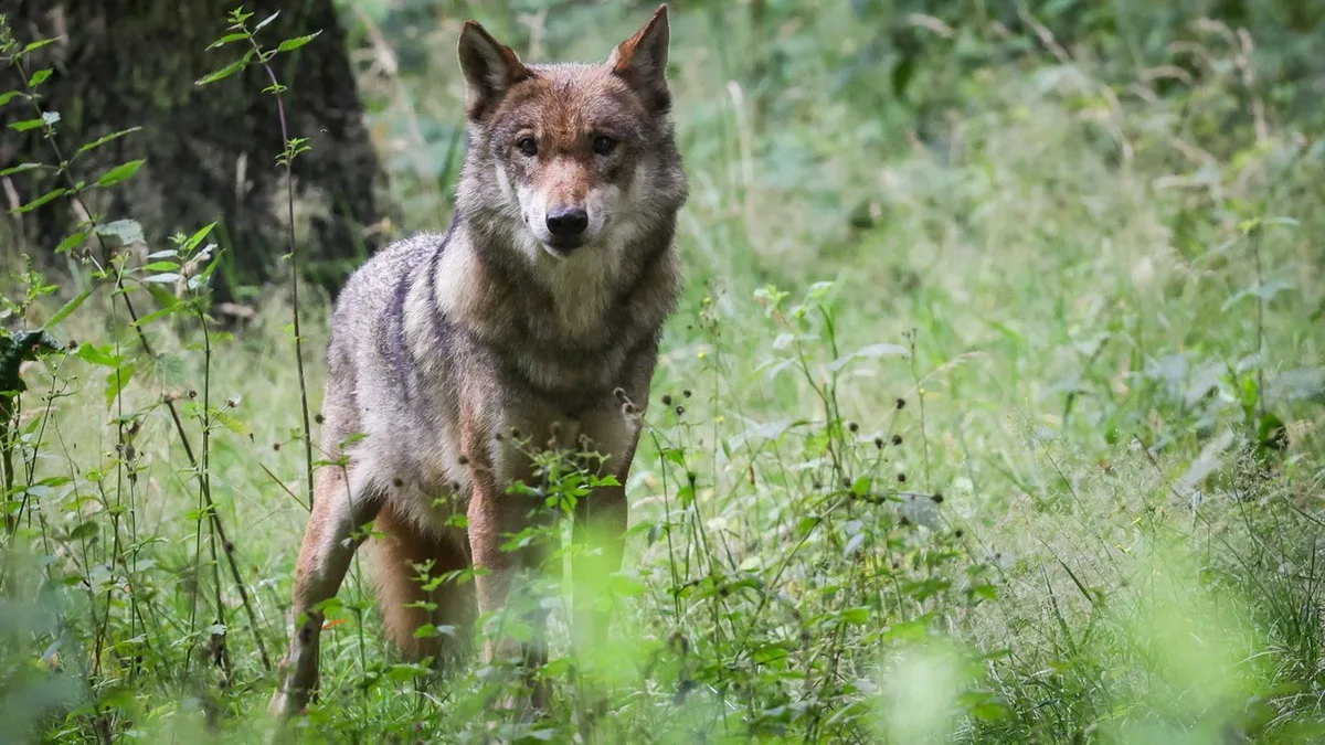 Tiere: Neues Wolfsterritorium an Grenze von Hessen zu Thüringen