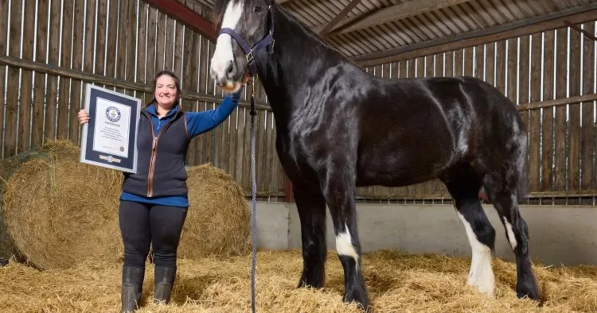 El caballo más alto del mundo mide 1,99 metros: "Es un grandulón cariñoso, todavía es un bebé y no parará de crecer los siguientes tres años"