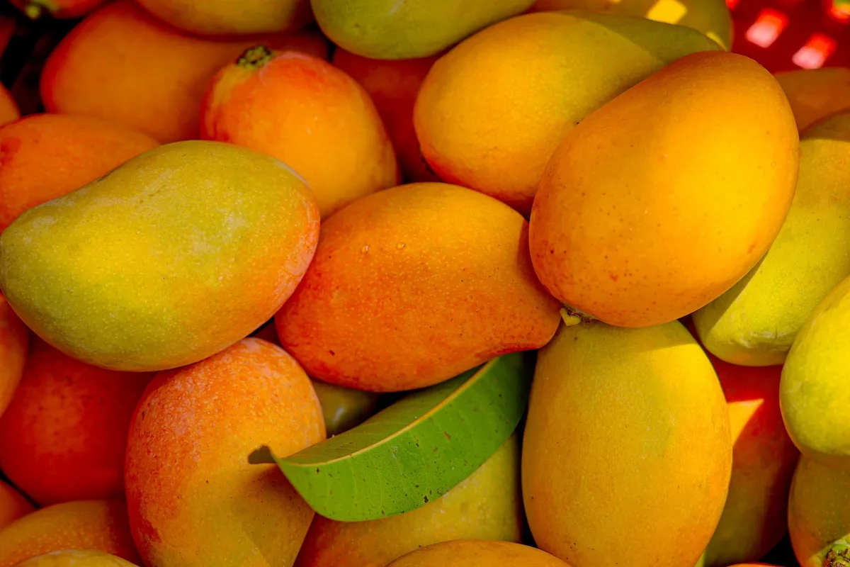 La República Dominicana ha ejecutado el 75% del plan para retomar las exportaciones de mango a Estados Unidos