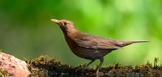 Studie der Universität Tübingen: Was macht Vogelgesang so schön?