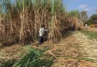 Escassez de mão de obra é principal desafio para produtores, aponta estudo
