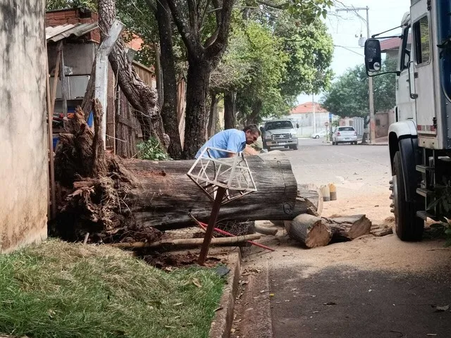 Queda de galhos e de árvore já gerou problemas para 40% dos leitores