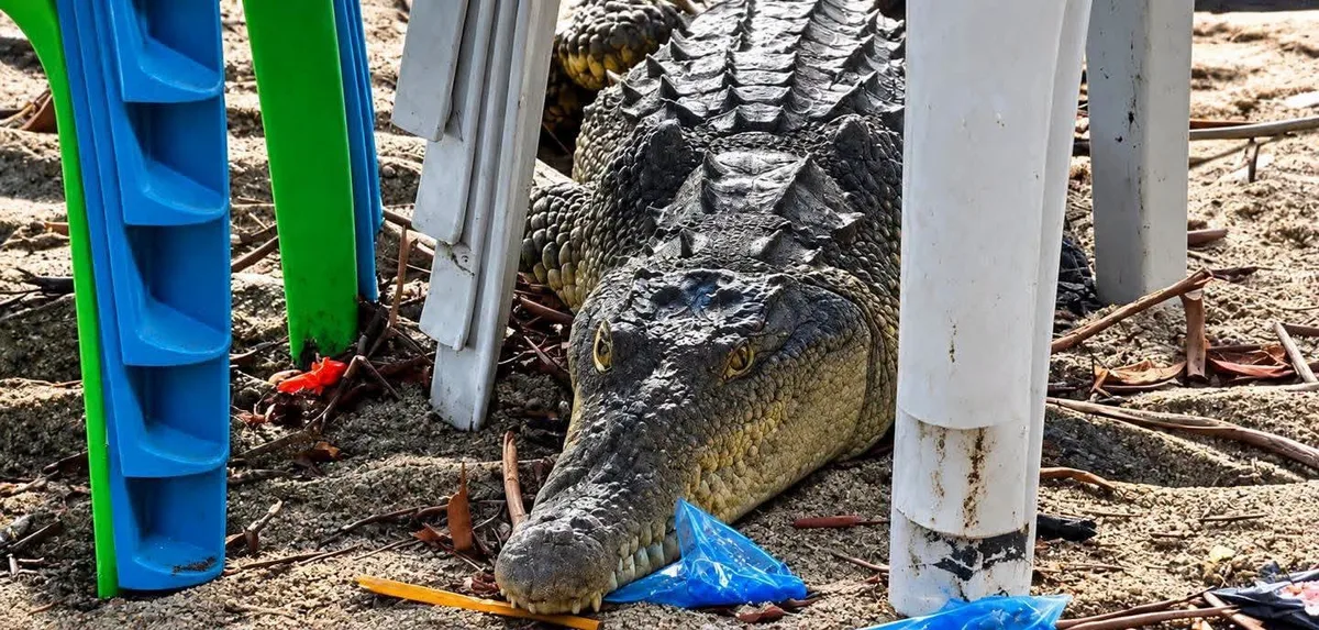 Cocodrilo sorprende en playa salvadoreña al “esconderse” bajo unas sillas de descanso; autoridades tuvieron que intervenir