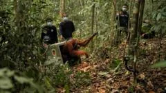 Watch: Endangered orangutans released back into the wild after after Borneo fires