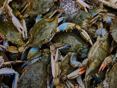 Italians enter uneasy truce with invasive blue crabs, exporting crustaceans they won't eat