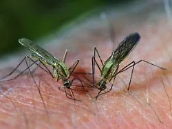Übertragung durch Mücken: Wie häufig ist Flughafen-Malaria in Deutschland?