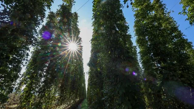 Zu kleine Dolden: Niedrigere Hopfenernte wegen Hitze und Trockenheit erwartet